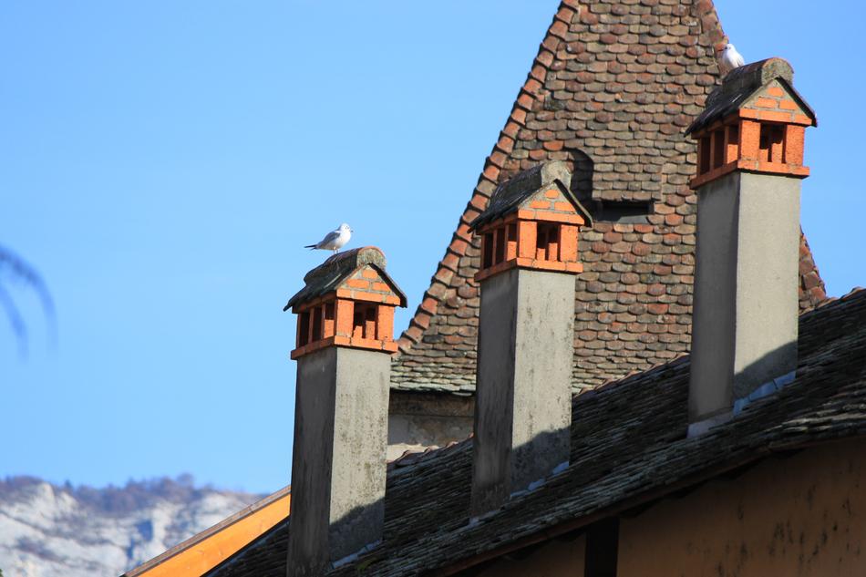 Ceiling Seagull