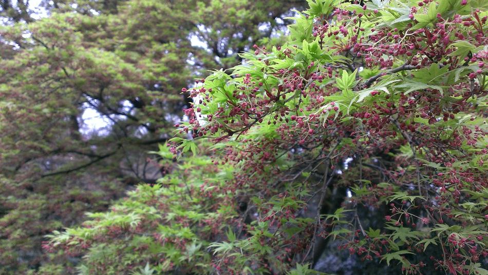 Shinjuku Gyoen Spring