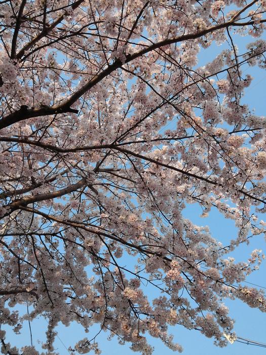 Spring Cherry Blossom