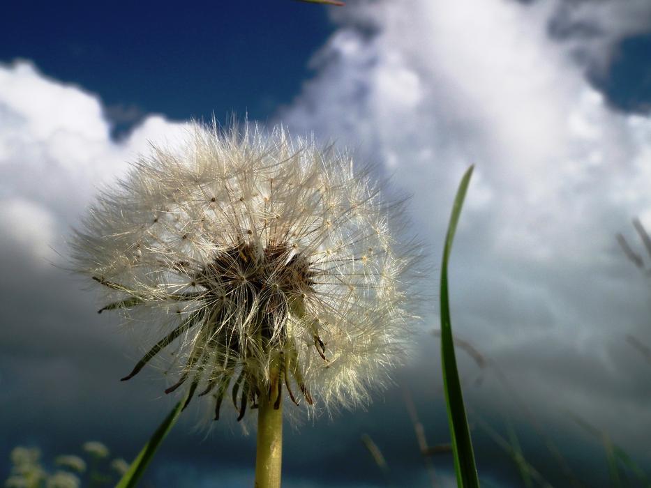 Close-up of the beautiful, white dandelion flower with seeds, at blue sky with white clouds on background