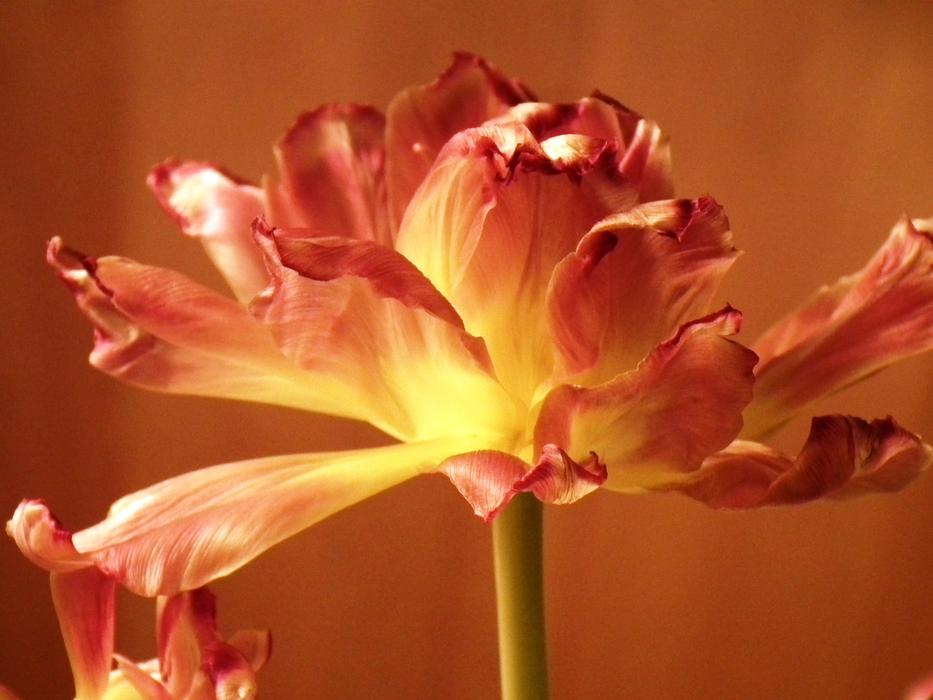 red yellow Flower