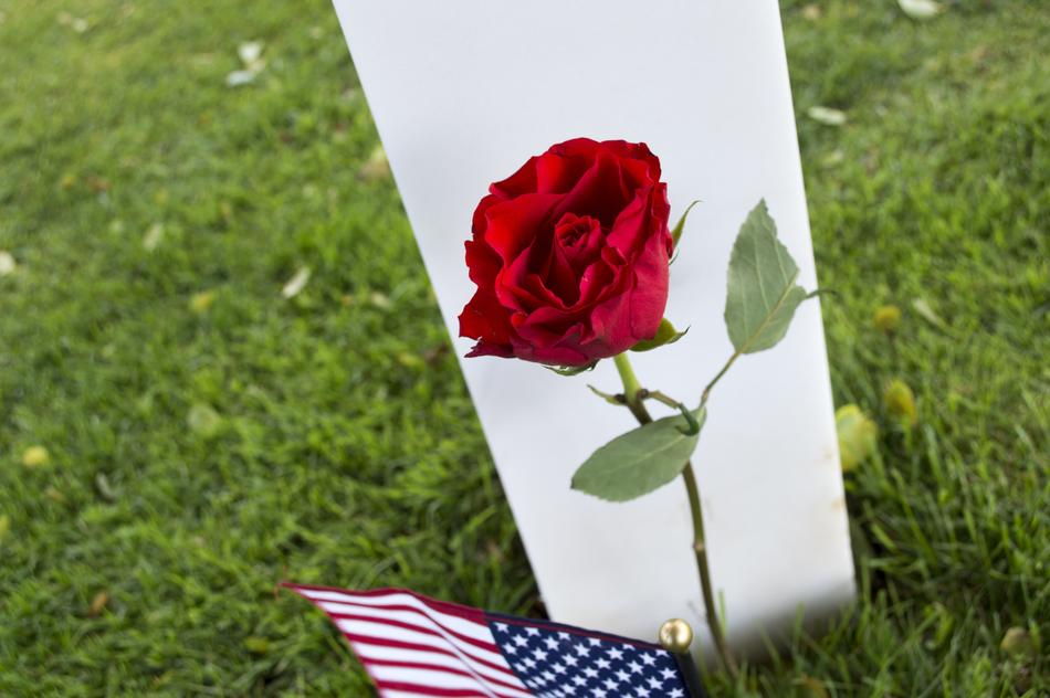red rose in the American cemetery
