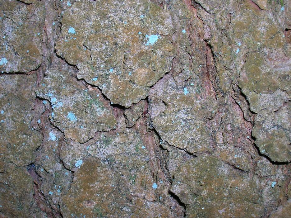 Closeup picture of cracked Tree Bark