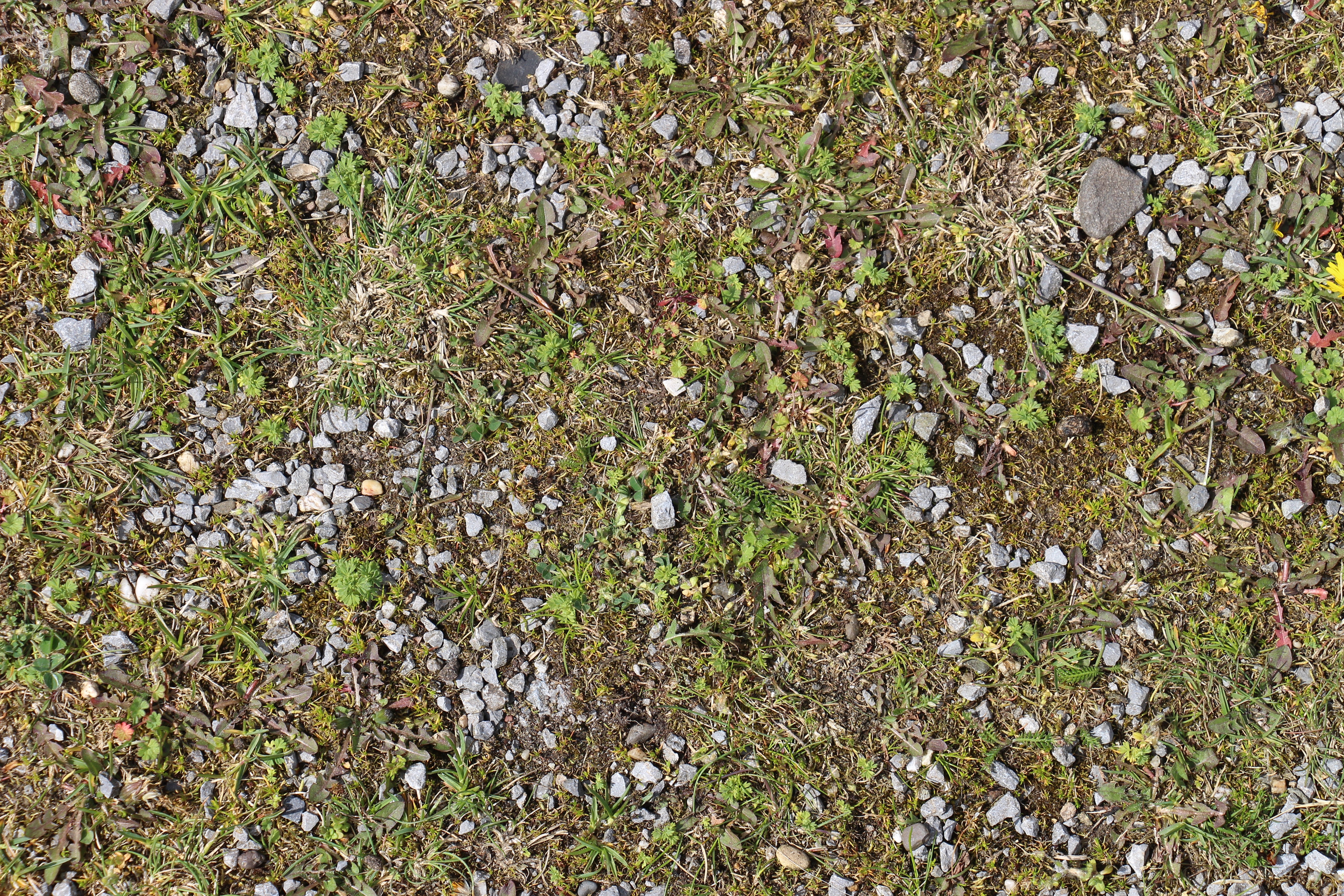 Каменистая почва с травой