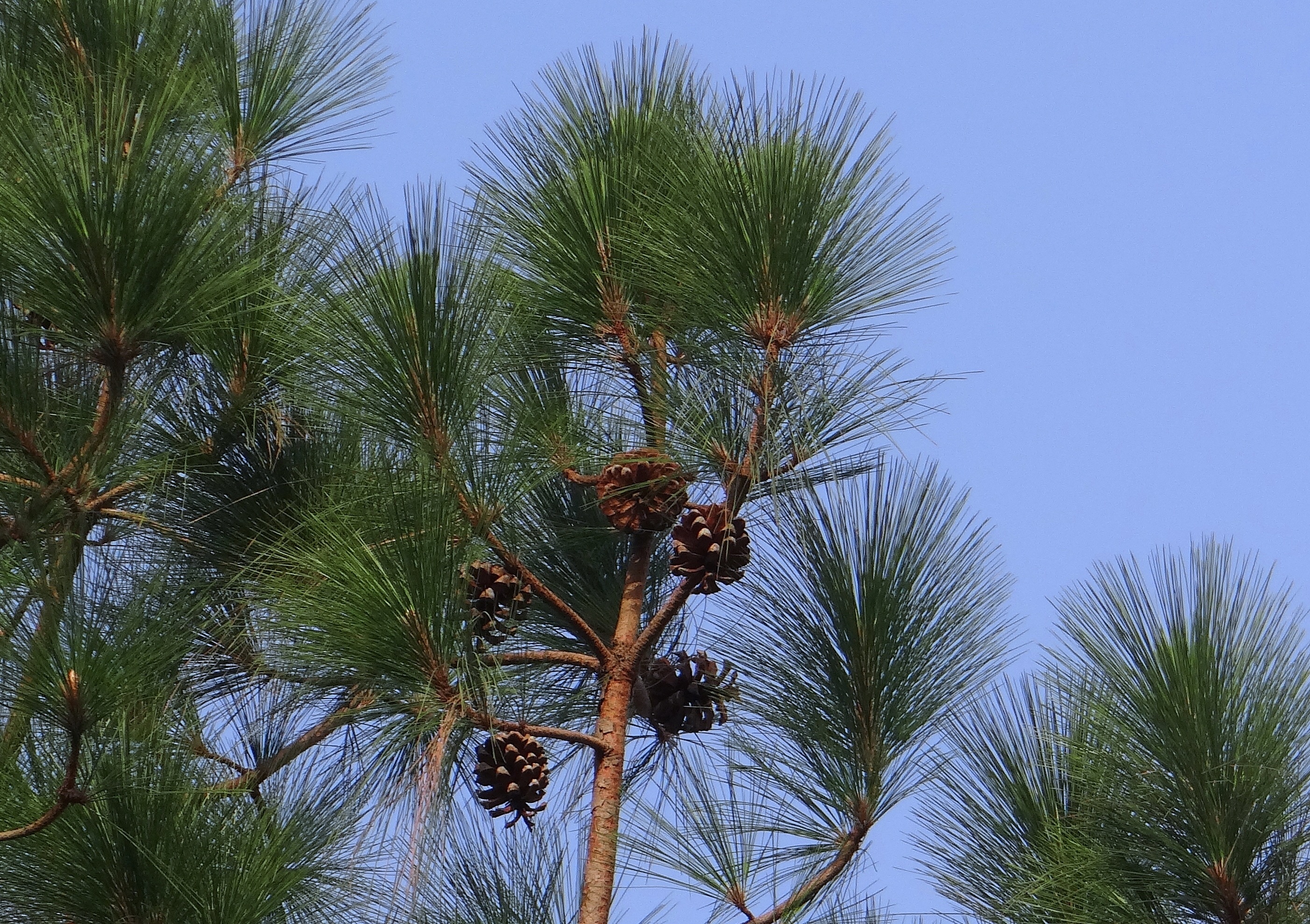 Какая сосна фото Himalayan Blue Pine Cone free image download