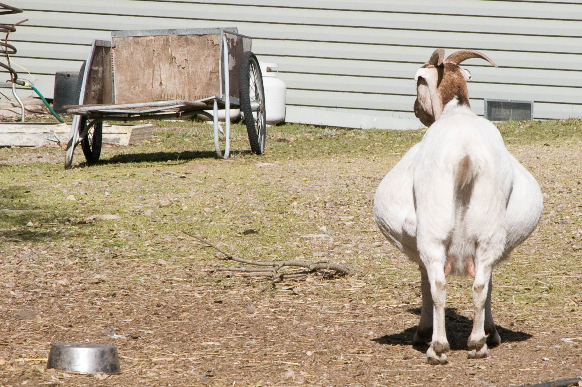 Сколько беременность у козы. Коза фото.