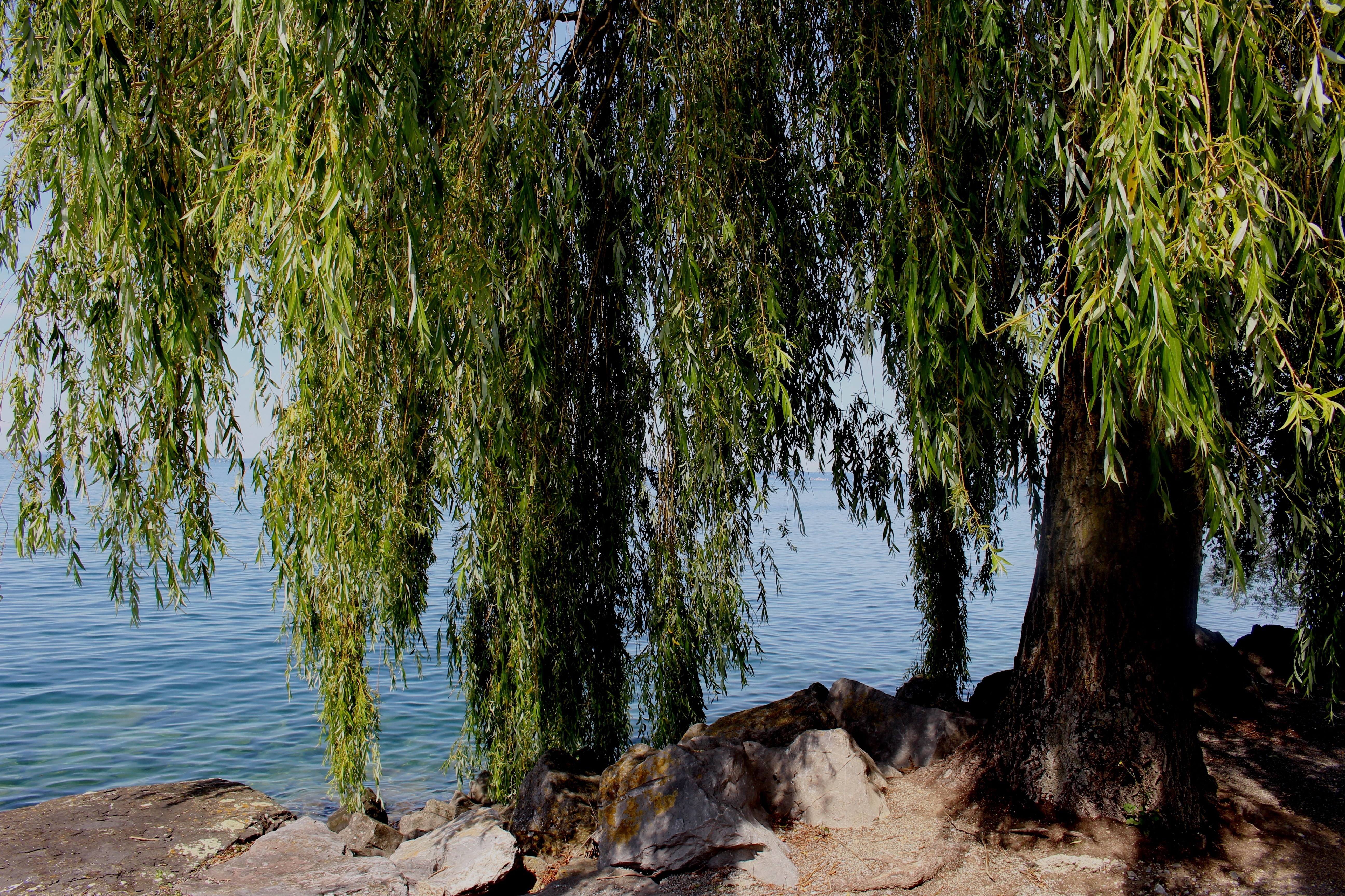 Willow.trie