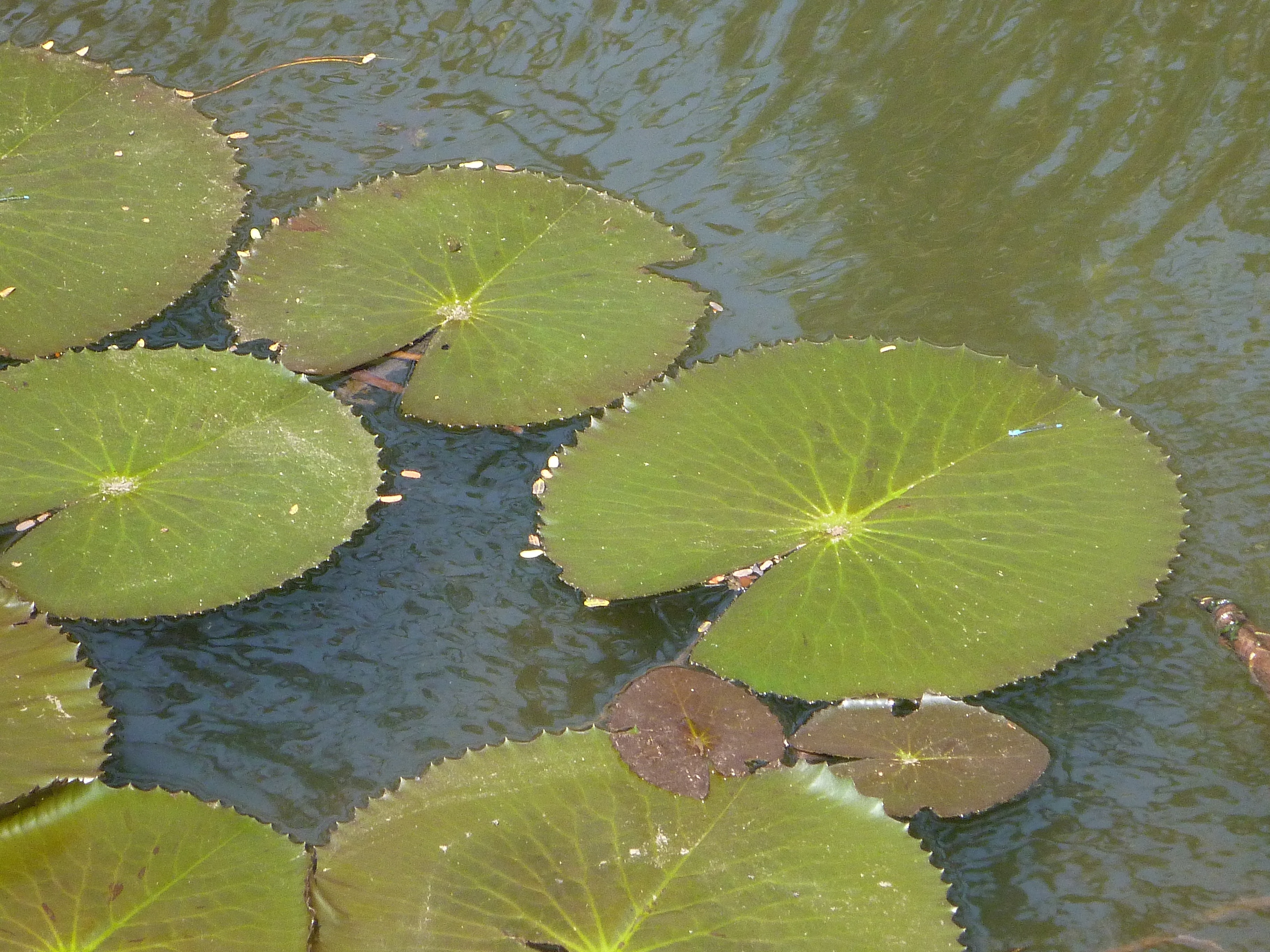 Плавающие листья лотоса