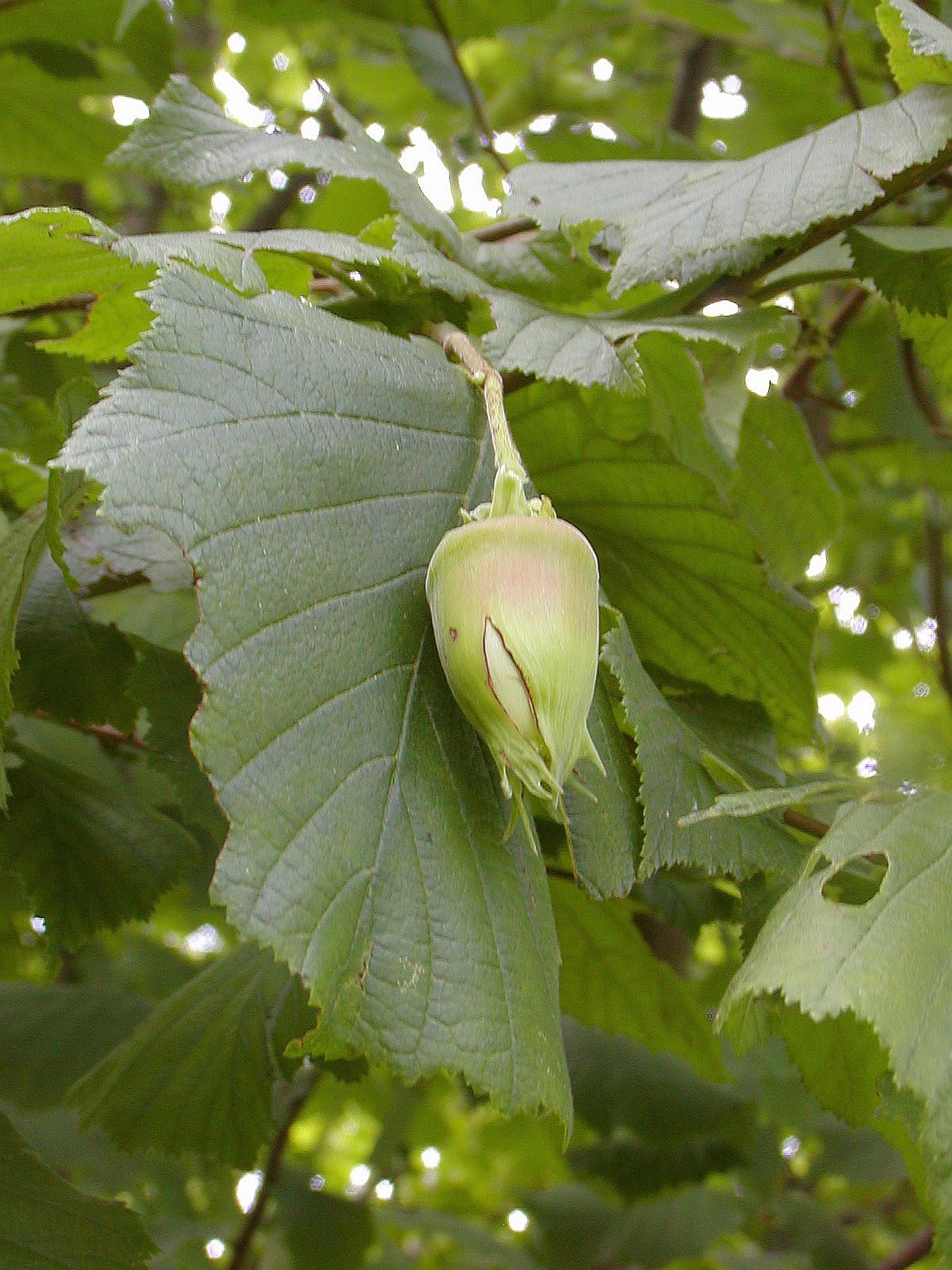 Corylus colurna лещина древовидная