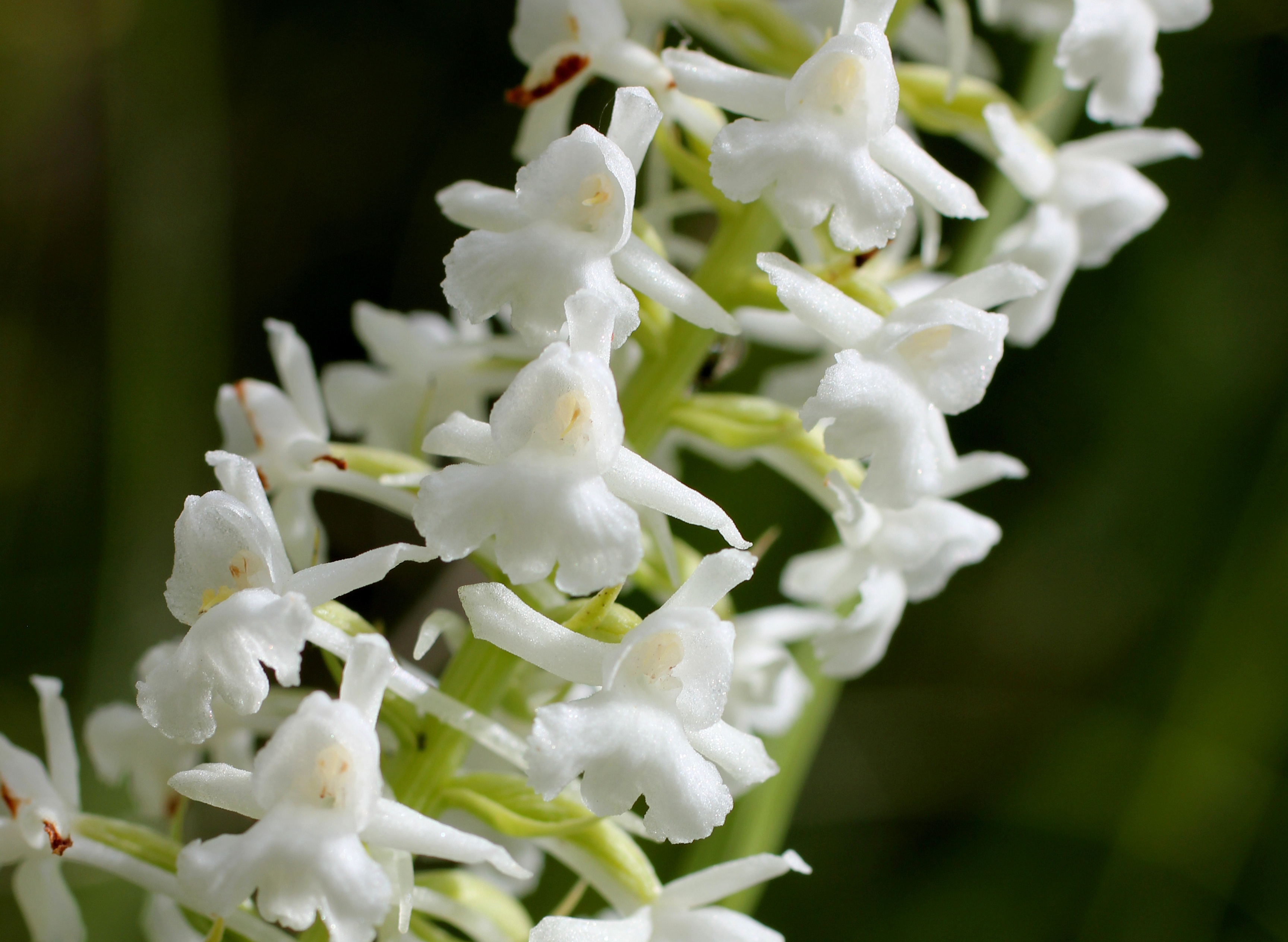 Орхидея Wild White