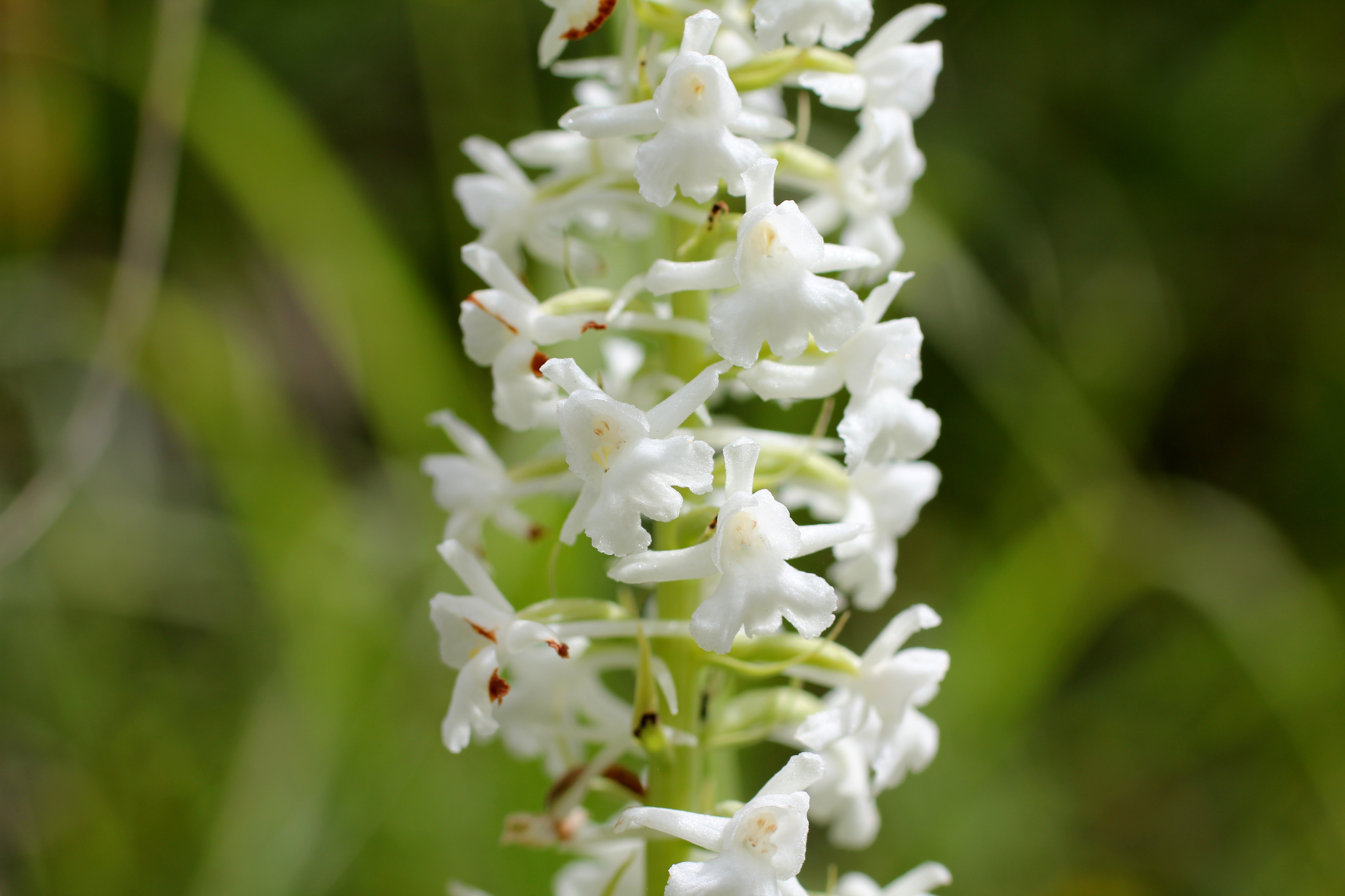 Орхидея дикий белый