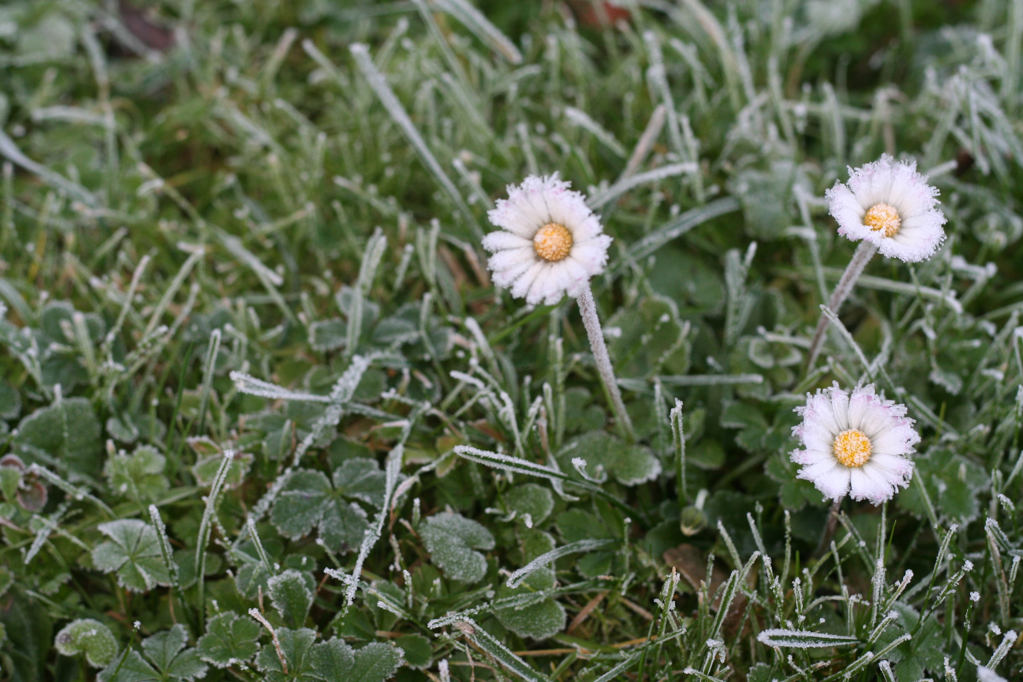 Daisy Ice Meadow Blades Of Free Image Download