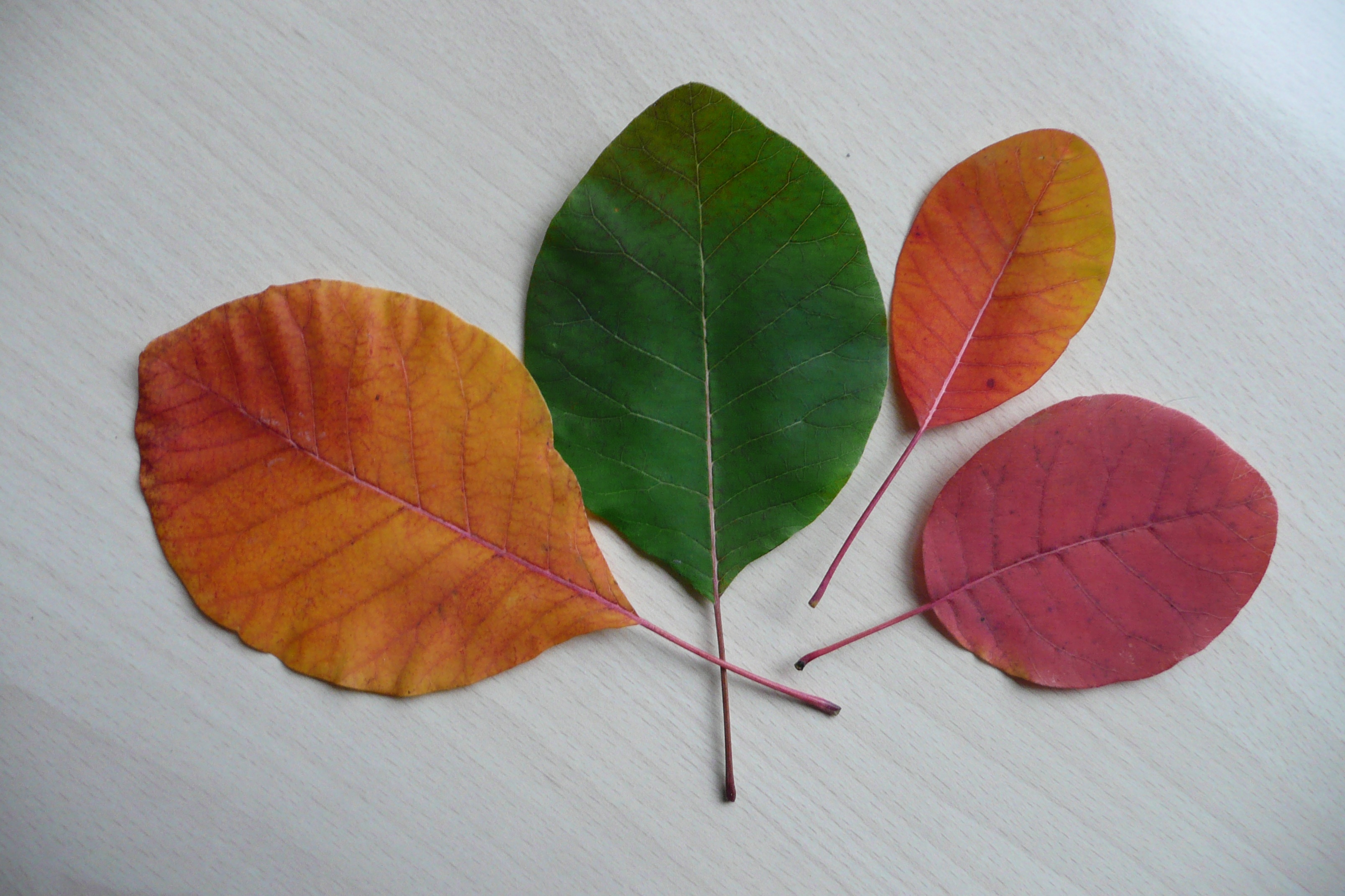 Изменения цвета листьев