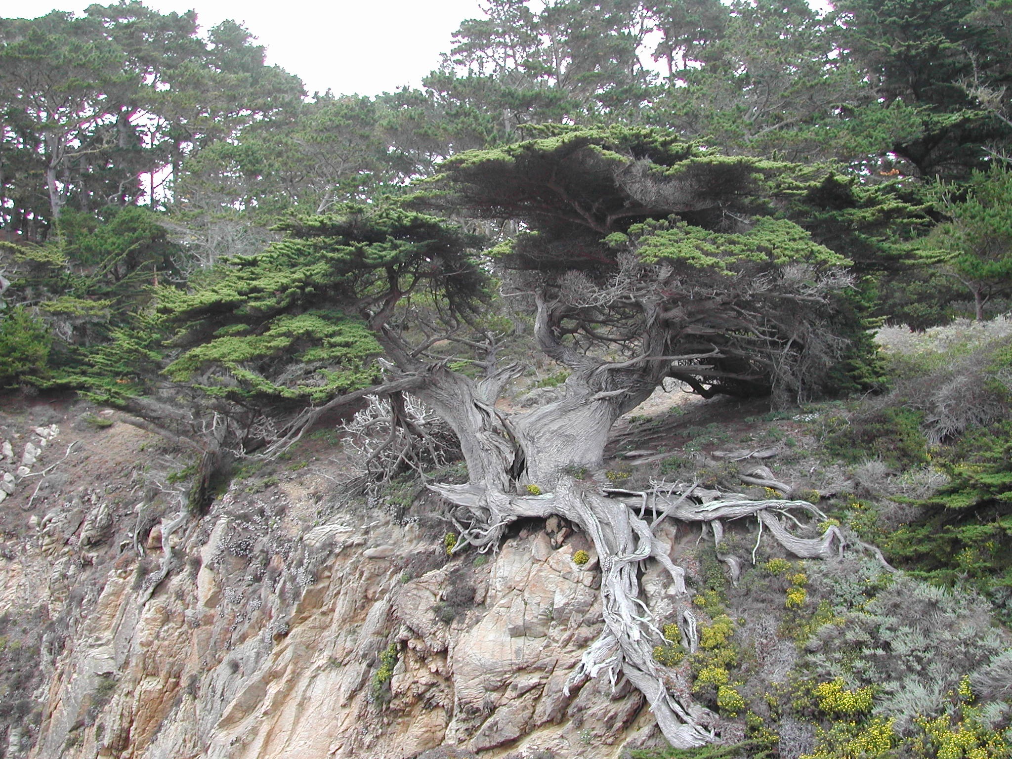 Дерево с корнями на скале