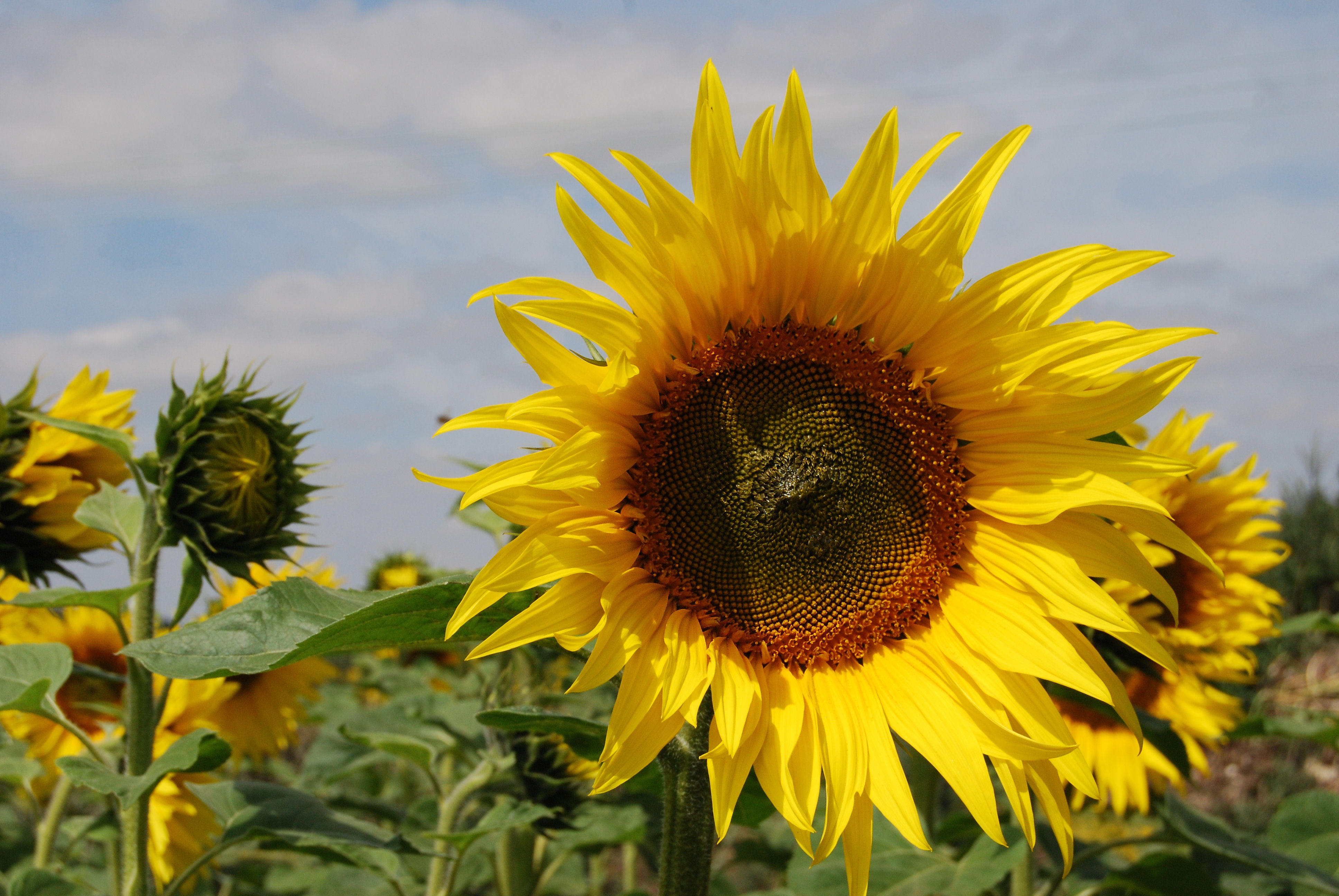 Sunflower Flowers Seeds free image download