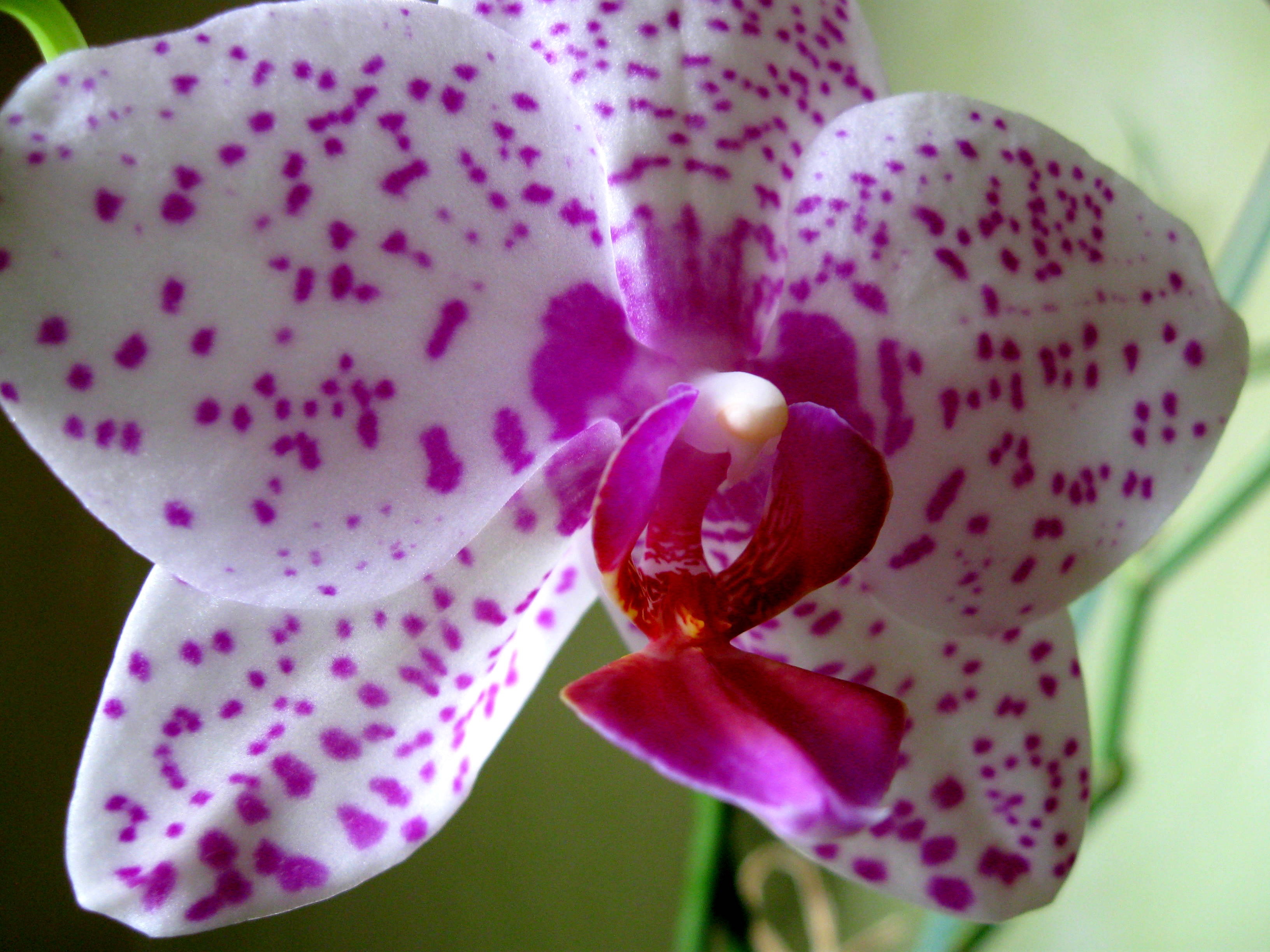 Малиновая Орхидея