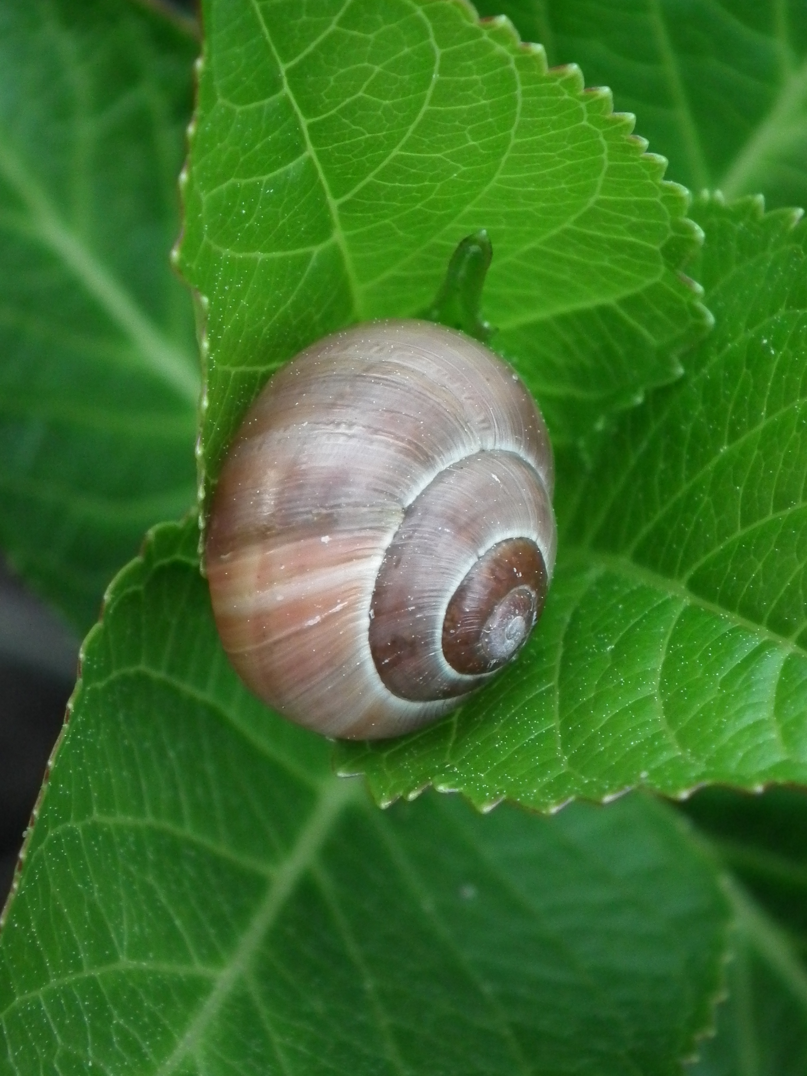 Snail Shell free image download