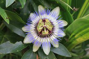 Watch Flowers Greenhouse Summer