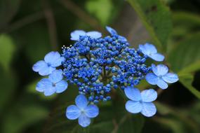 Flowers Blue