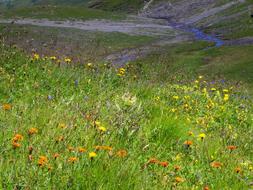 Alpine Flora Summer Meadow