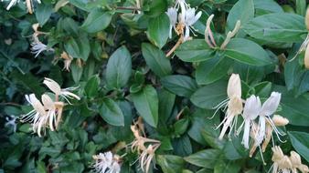 white Honeysuckle Flowers in garden