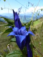 Gentian Blue Alpine flower