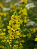 wondrous Gold-Loosestrife Shrub