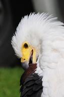 Bald Eagle Preening Beak