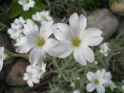 Flowers White Summer Garden