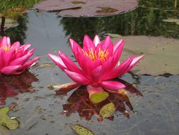 bright pink lilies in an asian pond