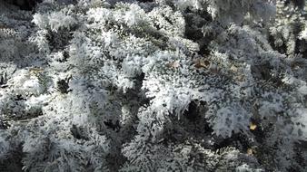 Winter Tree Frost