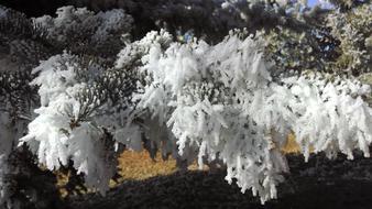 Winter Tree Frost