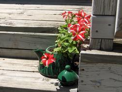 Petunia Teapot Spring