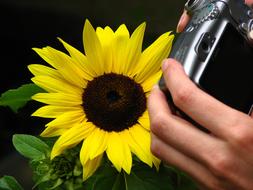 Close Up view of Sunflower plant