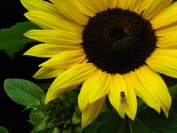 ornamental Sunflower with black center