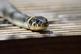 Grass Snake head