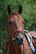 Tournament Horse Racehorse