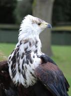 Eagle Sea Feather