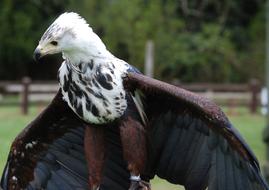 Eagle Sea Feathers wings