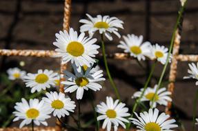 Chamomile Flowers White Of