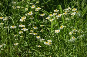 Chamomile, white Flowers in grass