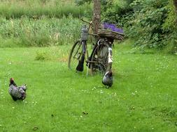 Bicycle Garden Chicken