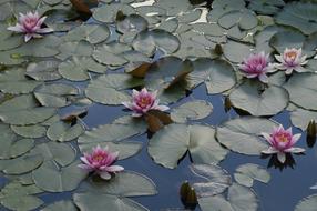 Water Lily Pond Lake