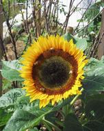 yellow sunflower on a flower bed in the garden