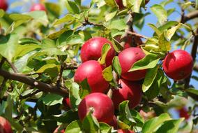 Apple Tree