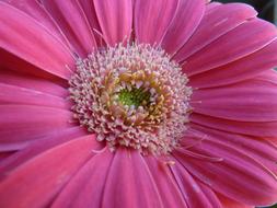 Pink Gerbera Daisy petals flower