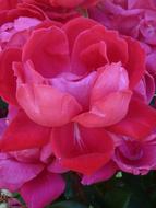 rose with lush pink petals close up