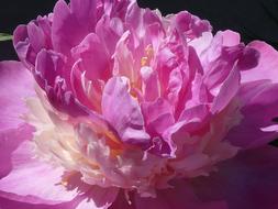 Peony Pink cute