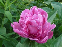 Close-up of the beautiful, blooming, pink peony flower, among the green plants