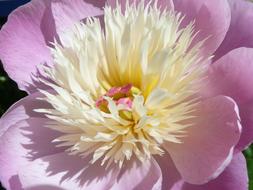 Flower of peony at sunlight close-up